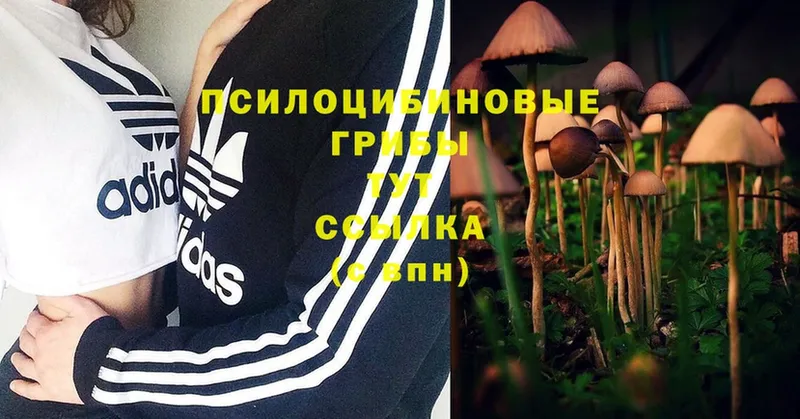 Галлюциногенные грибы Cubensis  Заволжье 